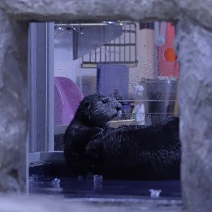 Sea otter exhibit - otter in off-show area