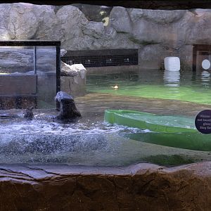 Sea otter exhibit - view from 2nd window