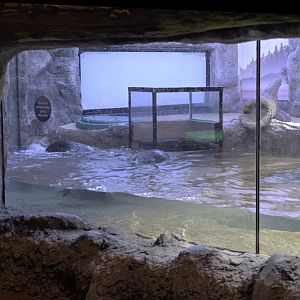 Sea otter exhibit - view from 1st window