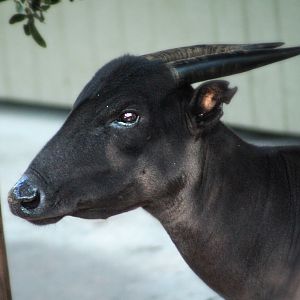 Oct. 2020 - Asian Gardens - Lowland Anoa