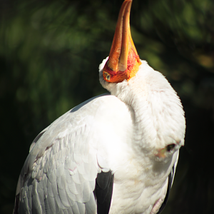 Oct. 2020 - Asian Gardens - Yellow-billed Stork