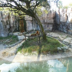 Oct. 2020 - Asian Gardens - Malayan Tiger Exhibit