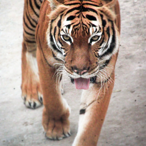 Oct. 2020 - Asian Gardens - Malayan Tiger