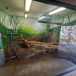 Oct. 2020 - Asian Gardens - Indoor Komodo Dragon Exhibit