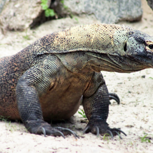 Oct. 2020 - Asian Gardens - Komodo Dragon