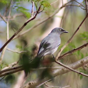 Barred Cuckoo-Shrike (Coracina lineata)