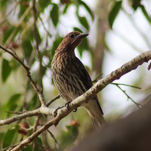 Australasian Figbird (Sphecotheres vieilloti) - female