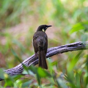 Lewin's Honeyeater (Meliphaga lewinii)