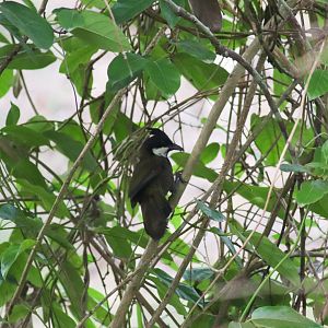 Eastern Whipbird (Psophodes olivaceus)