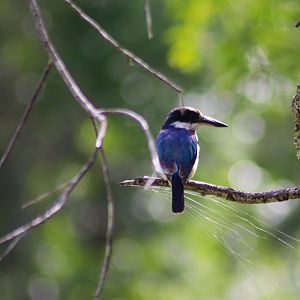 Forest Kingfisher (Todiramphus macleayii)