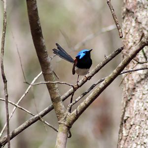 Variegated Fairywren (Malurus lamberti)