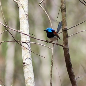 Variegated Fairywren (Malurus lamberti)