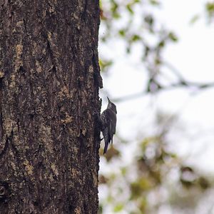 White-throated Treecreeper (Cormobates leucophaea)