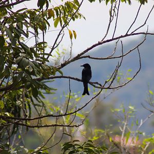 Spangled Drongo (Dicrurus bracteatus)