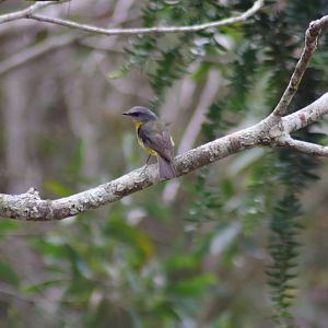 Eastern Yellow Robin (Eopsaltria australis)