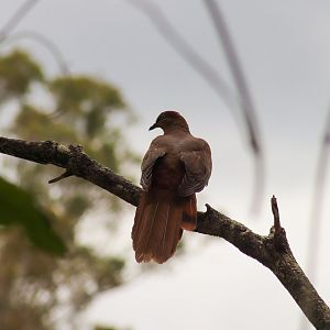 Brown Cuckoo-dove (Macropygia phasianella)