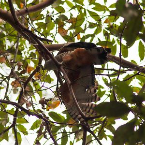 Pacific Baza with a Stick Insect