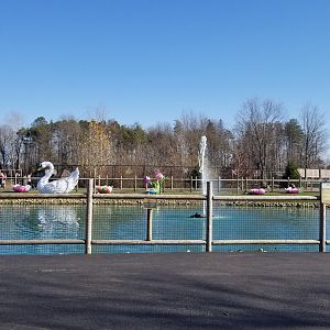 Keystone Safari - Inside entrance, mute swan lake