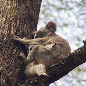 Koala with Joey (Phascolarctos cinereus)