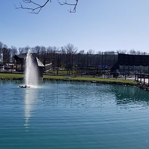Keystone Safari - Mute swan lake, lion exhibit