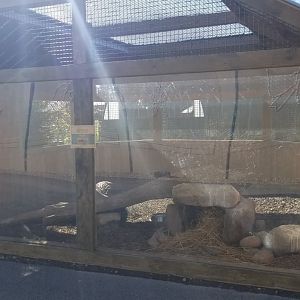 Keystone Safari - Striped skunk exhibit