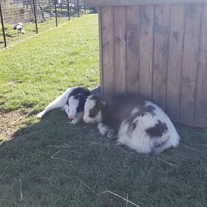 Keystone Safari - Yak calves