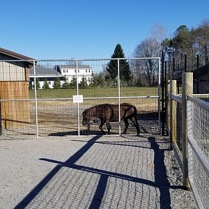 Keystone Safari - Pony