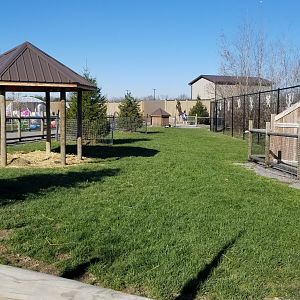 Keystone Safari - Yak calf area
