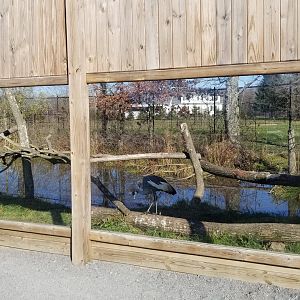 Keystone Safari - Grey crowned cranes