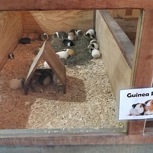 Keystone Safari - Guinea pigs