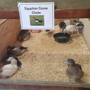 Keystone Safari - Egyptian Geese