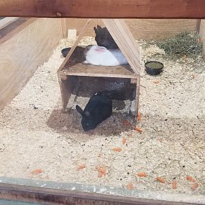 Keystone Safari - Domestic rabbits