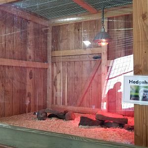 Keystone Safari - Hedgehogs