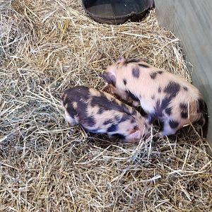 Keystone Safari - Kunekune piglets