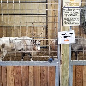 Keystone Safari - Reindeer