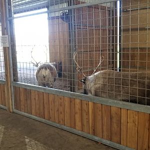 Keystone Safari - Reindeer