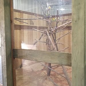 Keystone Safari - Budgies