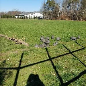 Keystone Safari - Helmeted guineafowl