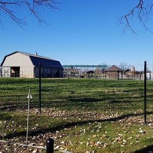 Keystone Safari - Bactrian camel yard