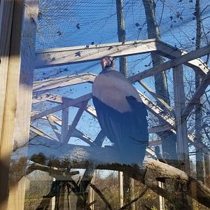 Keystone Safari - King Vulture