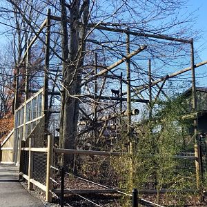 Keystone Safari - Mandrills from right