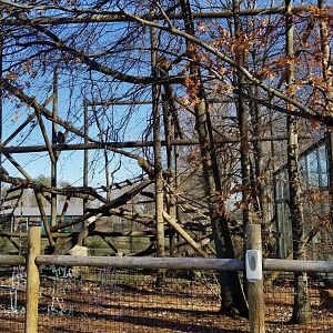 Keystone Safari - Mandrills from left
