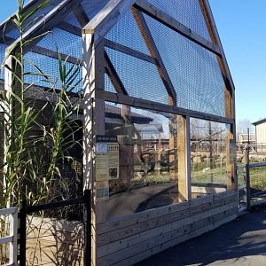 Keystone Safari - Red-crested turaco, grey peacock-pheasant