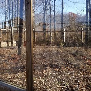 Keystone Safari - Cassowary exhibit