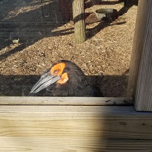 Keystone Safari - Ground hornbill