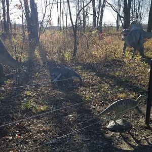 Keystone Safari - Dinosaurs