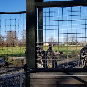 Keystone Safari - Grevy's zebras
