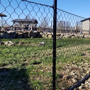 Keystone Safari - Addax, giraffes in background at feeding platform