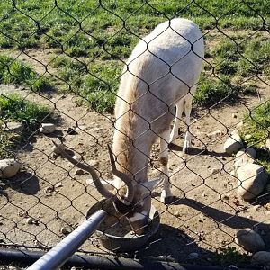 Keystone Safari - Addax