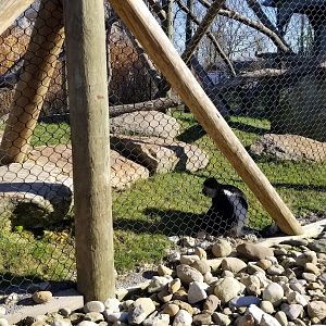 Keystone Safari - Colobus